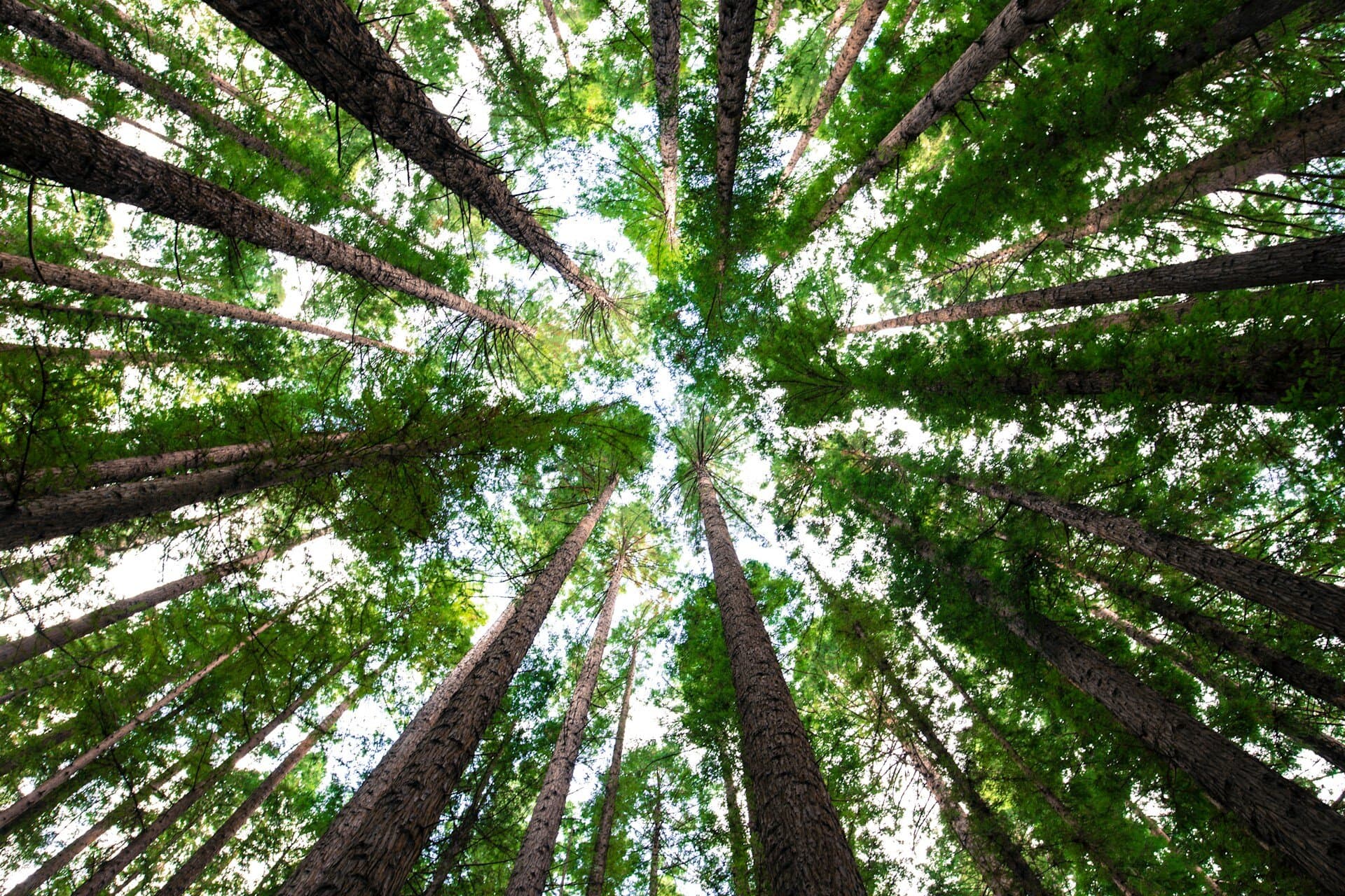 Boosted Trees: Complete Guide to Gradient Boosting Algorithm & Implementation